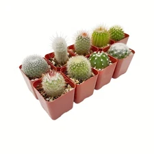 Live Cactus Real Succulent Cacti Indoor Outdoor Plants (Collection of 9)