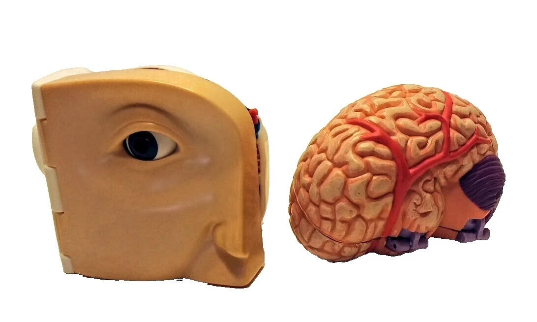 Hasbro Juguetes Educativos de Ciencia y Naturaleza