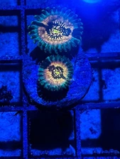 CE- WYSIWYG Hawaiian Ding Dang  Zoa Zoanthid Frag Live Coral LPS SPS #R1GIJ5