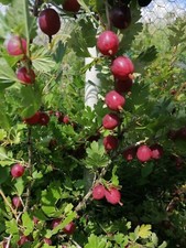 3 hardy organic 20-30cm red Gooseberry bare root Plants