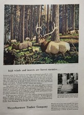 Weyerhaeuser Timber Picture Magazine Ad Vintage Original Decor Wall Art Elk