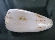 Conus Fulvobullatus 80 mm BIG SIZE F+++ , nice "Angelic White" pattern