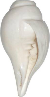 COQUE DE CONQUE SANKH SHANKHA SHANKH SANKH SON DE SOUFFLAGE