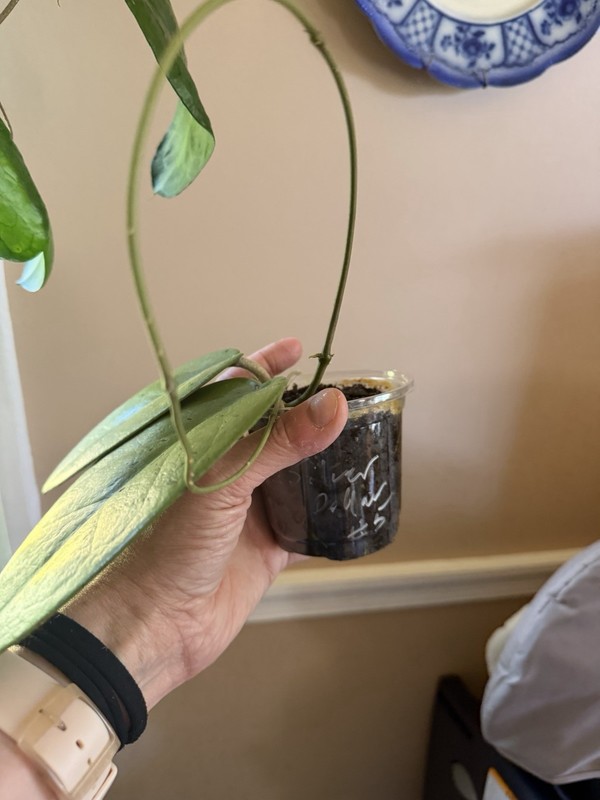 HOYA SILVER DOLLAR MB 1405-AG (ROOTED PLANT) (id #5)