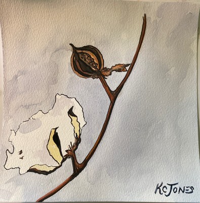 LOUISIANA COTTON BOLL 8 X 8 Mixed Media Watercolor Ink Painting Kristi C Jones