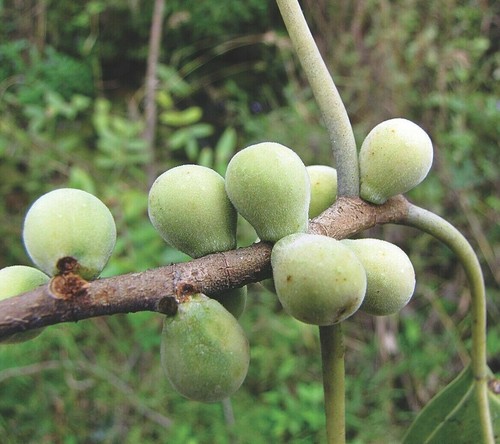 Paquete de higos - 3 variedades - surtido de ficus - más de 75 semillas - semillas - V 104 - Imagen 4 de 4