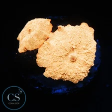 CS DOUBLE POLETTI JAWBREAKER MUSHROOM - WYSIWYG LIVE CORAL