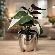 Next Silver Pot & Everlasting Botanical Plants Faux Greenery Home Decor Ornament
