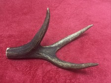 ONE PIECE OF DEER ANTLER, SLING SHOTS, WALKING STICKS, ARTS & CRAFTS (1)