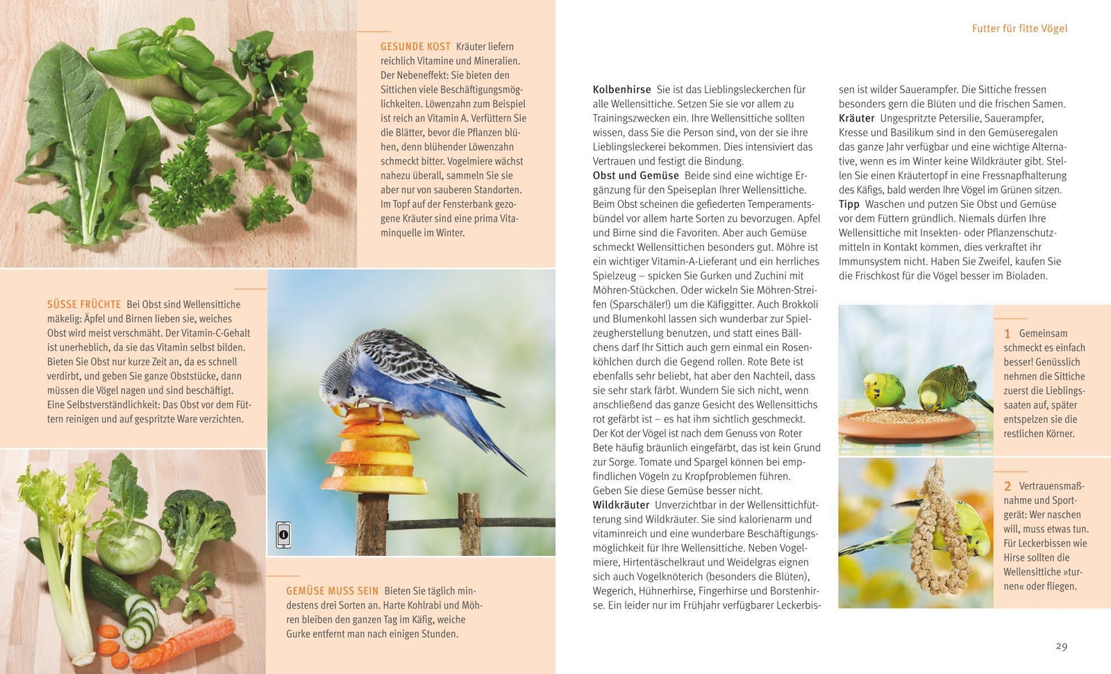 Thumbnail - Wellensittiche Hildegard Niemann