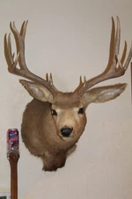 Mule Deer Head Mount Taxidermy Antler Cape Whitetail Log Cabin Decor Hunt Horn