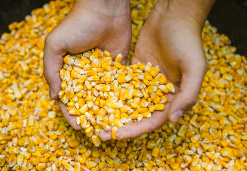 Горячие продажи качества, Manna Pro олень кукурузы - олень и индейка корм 50 фунтов - Изображение 4 из 4