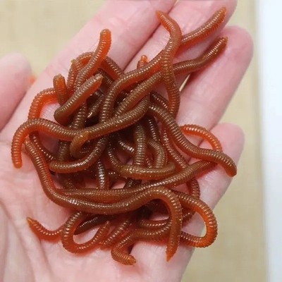 Scented red worm soft baits. Realistic earthworm action for fresh & saltwater