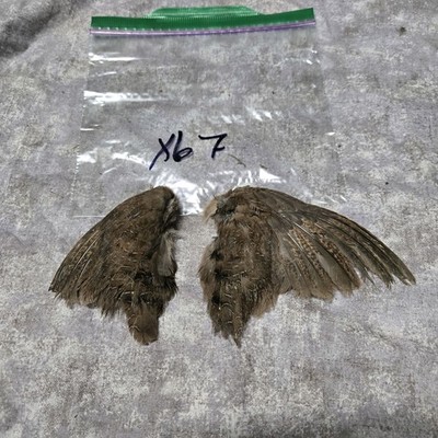 1 set Quail Wings - x67