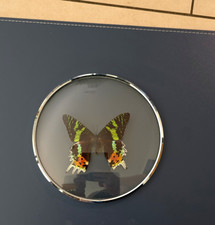 Pr&auml;parierter Schmetterling Dekofigur in runder Glasvitrine / Glasrahmen