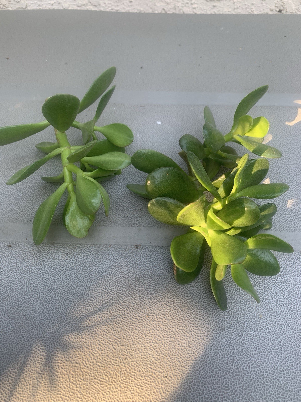 Jade Plant Crassula Ovata Deep Green Succulent 2 Fresh Cuttings