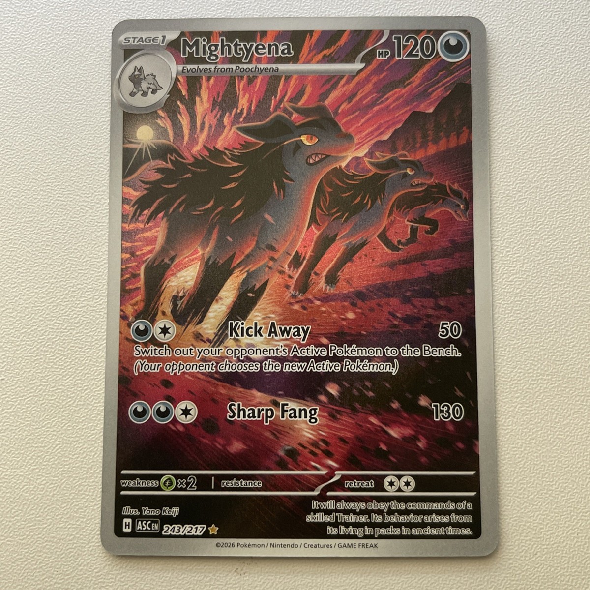 mightyena pokemon card Mightyena 243/217 Holo Sir Ascended Heroes In Hand Mint