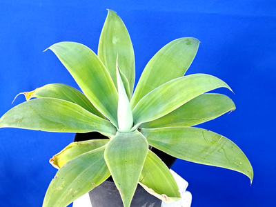 Agave Attenuata Green Variegated Fox Tail Plant LARGE | eBay