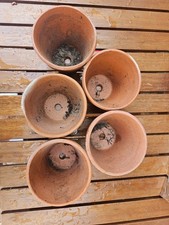 5 x Vintage Clay Terracotta Plant Pots 10cm