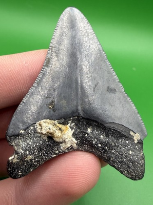 #ad Real Authentic 2.12” Megalodon Shark Tooth Fossil Grey $40.00