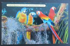 Colorful Macaws Parrot Jungle Red Road Miami FL Unposted Chrome Postcard