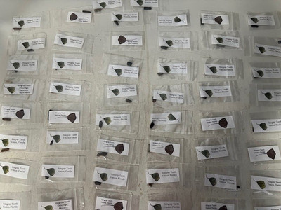Stingray Teeth with Label Venice, Florida, Wholesale 50 Pieces
