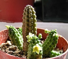 Echidnopsis scutellata