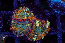 Aquacultured Bounce Mushroom Colony WYSIWYG -...