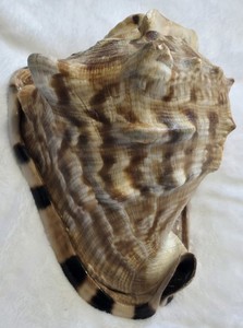 Vintage KING HELMET Sea Snail Shell - 8" by 6.5" - Striped Cassis Tuberosa Conch
