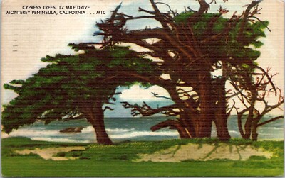 Cypress Trees 17 Mile Drive Monterey Peninsula California Linen Postcard Posted