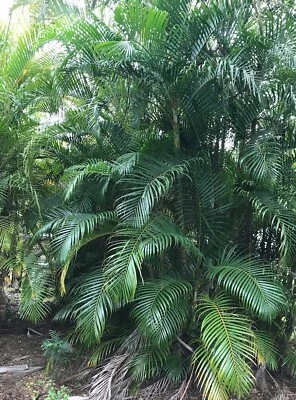 Palm Trees Golden Cane Plants Sunshine Coast Region Gumtree