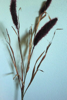 Fuchsschwanz-Zweig 88 Cm Burgund • KüNstliches Gras • Trockenoptik • 3 Dolden •
