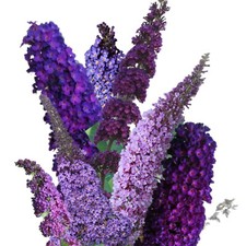 Butterfly Bush (Buddleia Davidii) - Fragrant - 250 Seeds