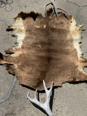 #ad Large NC Whitetail Deer Hide Pelt Deerskin Hair On Leather 47 x 38 $65.00