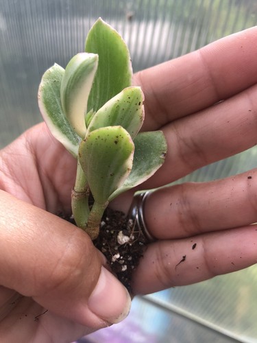 Crassula Ovata Variegated, Tricolour Jade Plant - Picture 4 of 8