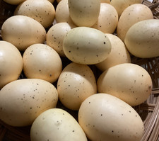 Set 10 Assorted Lt. Yellow Speckled Easter Eggs Faux Bird Eggs 1-3  