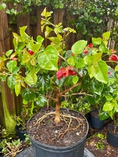 Bonsai Style Pre-bonsai Fuchsia   Bougainvillea Tree 6 years