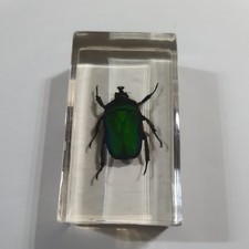  Rose Chafer Beetle Bug Insect Resin 
