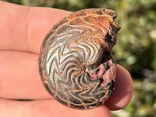 Discoclymenia cucullata Fossil Goniatite Morocco Ammonite Devonian Age