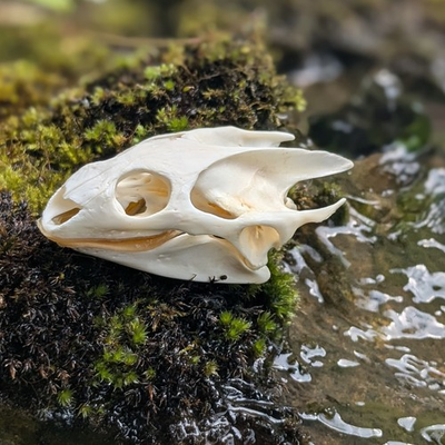 #ad Real Turtle Skull Animal Skeleton Bone Specimen Educational Science Gift $15.95