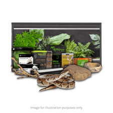 Swell Reptiles Royal Python Juvenile Starter Kit