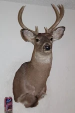 Whitetail Deer Head Shoulder Mount Taxidermy Cape Shed Antler Hunt Mule Rack