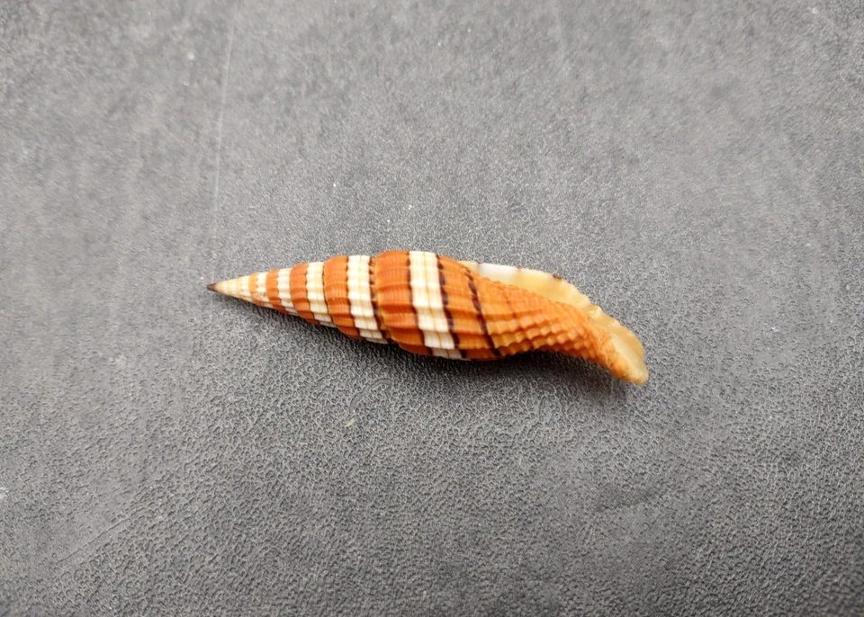 Queen Mitre Seashell Mitra Compressum (1 carcasa aprox. 1,75+ pulgadas) Foto 3 de 4