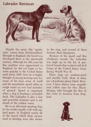 Labrador Retriever - CUSTOM MATTED - Vintage Antique Dog Print - 1954 M. Dennis