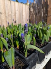 3 Plants Per Order - 9cm Potted Plants Muscari blue Perennial 