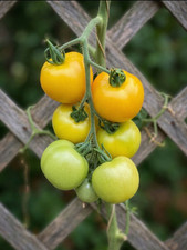 Golden Sunrise Tomato - 2x Mini Plug Plants Sweet Yellow Heirloom Cordon Variety