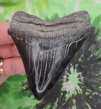 Dente di squalo megalodonte 3 7/8" pollici MOLTO BELLO NO RESTAURI denti di squalo fossile