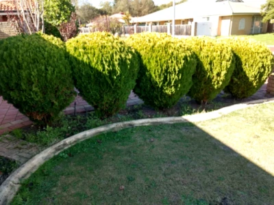 24+ Book Leaf Pine Gif