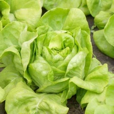 White Boston Butterhead Lettuce Seeds, NON-GMO, Improved Big Boston, FREE SHIP