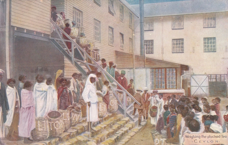 Lipton Tea Series Advert Postcards (1908) - Weighing The Plucked Tea, Ceylon - Image 1 of 2